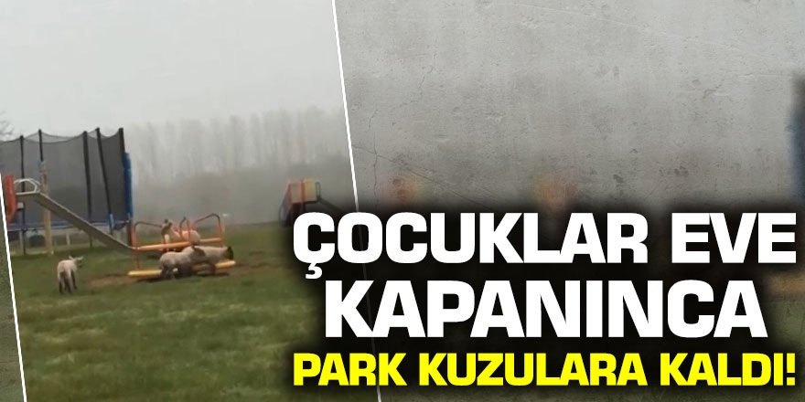 Korona virüs nedeniyle İngiltere'de çocuklar eve kapanınca park kuzulara kaldı