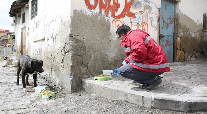 Bayburt’ta sokak hayvanları için mama, yiyecek ve su bırakıldı