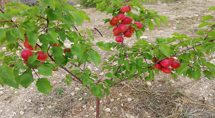 Mersin’in Mut ilçesinde kayısı üretimini her geçen yıl arttırıyor