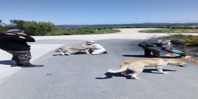 Doğa Koruma ve Milli Parklar Adana Müdürlüğü sokak hayvanlarını aç bırakmıyor
