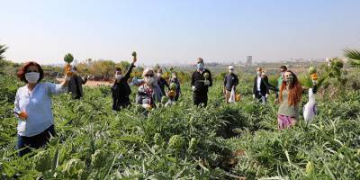 Mersin Mezitli’de korona günlerinde enginar hasadı