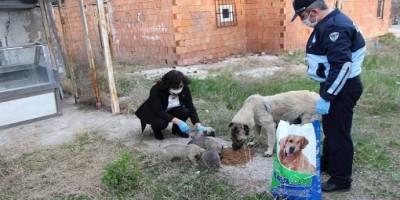 Çorum Sungurlu Belediyesi sokak hayvanlarını unutmadı