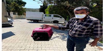 İzmir'in Çeşme ilçesinde vicdansızlık: Çöpe atılan kedi yavruları kurtarıldı