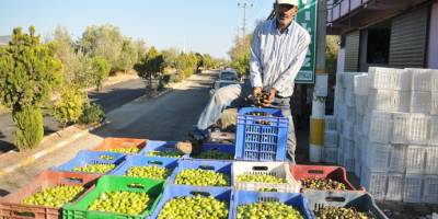 Manisa’da zeytin ve zeytinyağı 2020 ihracatı yüzleri güldürdü