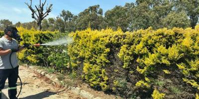 Aliağa Belediyesi, daha temiz, nezih ortam için yabani ot ve haşere ile mücadele başlattı