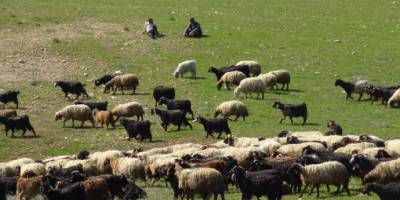 Batman'da Yağışlar Gercüşlü çiftçilerin yüzünü güldürdü