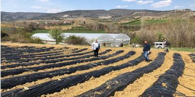 Kastamonu Taşköprü’de 2 çiftçiye 5 dekarlık alana çilek fidesi hibe edildi