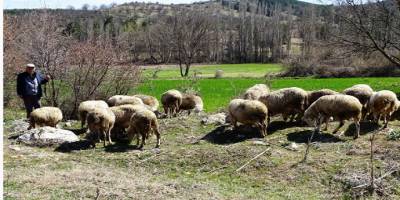 Türkiye İstatistik Kurumu Başkanlığı Kütahya’da küçükbaş hayvan sayısı 487 bin 954