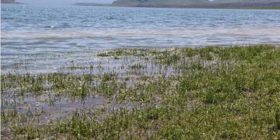 Siirt’te yağışlardan binlerce dönüm ekili arazi sular altında kaldı