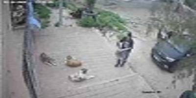 Kozan Belediyesi, Hayvan Bakım Merkezi'ne ölü köpeklerin çuvalla taşındı iddiası