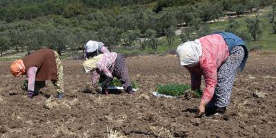 Saruhanlı Ziraat Odası Başkanı Aydoğan Okur: “Biz ekmezsek dünya aç kalır”