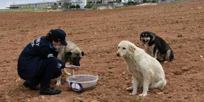 Gaziantep Şahinbey Belediyesi sokağa çıkma yasağında sokak hayvanlarını unutmadı
