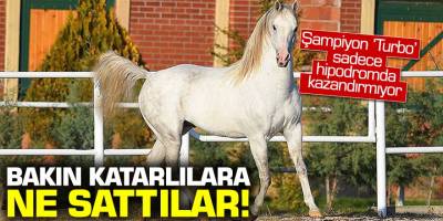 Bakın Katarlılara ne sattılar!  Turbo isimli atın spermaları satıldı
