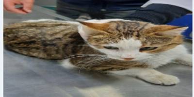 Böyle vicdansızlık görülmedi Beline çelik tel bağlanan kedi, ölüme terk edildi