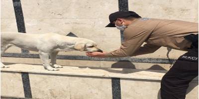 Muğla Fethiye’de susuz kalan köpeğin yardımına bekçiler koştu