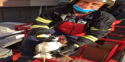 Giresun’un Espiye ilçesinde itfaiye ekiplerinin martı kurtarma operasyonu