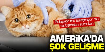 ABD'de bulaşıyor mu bulaşmıyor mu tartışmaları sürerken 2 kedinin korona testi pozitif çıktı