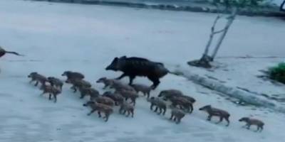 Muğla Ünlü turizm beldesinde domuzlar caddelerde geziyor