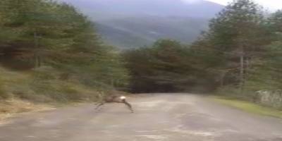 Bartın’da yola çıkan karaca cep telefonuyla görüntülendi