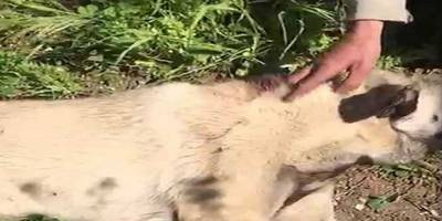 Gemlik ilçesinde Köpeğini vurdu, hayvanseverler kurtardı
