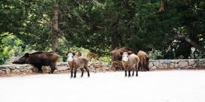 Muğla'da şehre inen domuzu beslediler