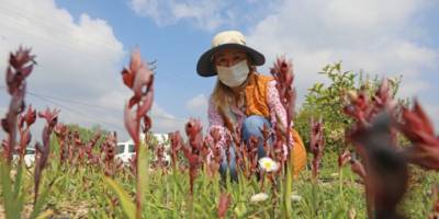 Mezitli Üretici kadın kooperatifinden salep hasadı