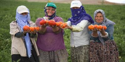 Ankara Büyükşehir Belediyesinden çiftçilere 5 milyon fide desteği