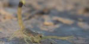 Otomobilde Çıkan Hayvan Çeşitleri Şaşırttı