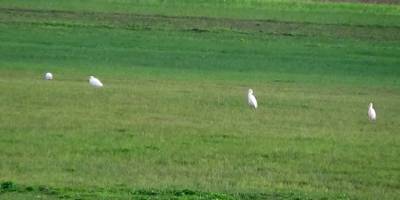 Hakkari’de Nehil Sazlığı'nda göçmen kuş yoğunlu