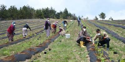 Bursa'da İnegöl yaban mersininin merkezi olacak
