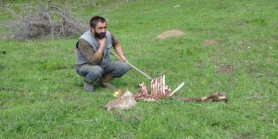 Muş’ta Ayılar bir hafta arayla 2 büyükbaş hayvanı telef etti