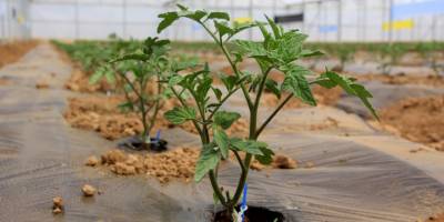 Erzincan'da seracılık her geçen gün daha fazla gelişiyor