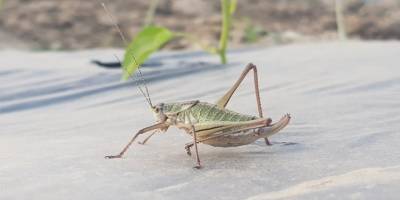 İzmir Tire’de çekirgeler ile kimyasal mücadele yapılacak