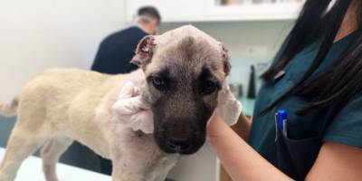 Dimidoa’nın veterinere götürdüğü yavru köpek, burada ameliyata alındı.