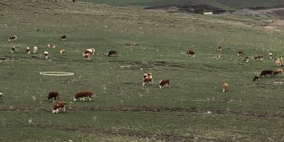 Kars’ta havaların ısınmasıyla hayvanlar meralara çıktı