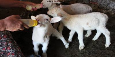 Manisa’da Annesini, yılanın öldürdüğü kuzulara bebek gibi bakıyor
