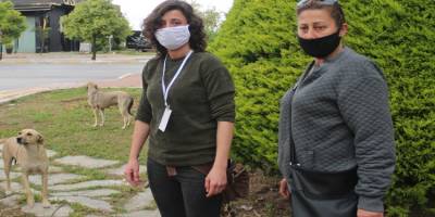 Antalya'da hayvanseverlerin parkta beslediği 11 yavru köpekten 5'i ölü bulundu