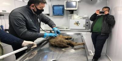 Bartın’da kente inen yavru çakal, köpeklerin arasında kaldı