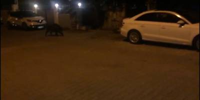 Marmaris’te Hıdrellez evlerin bahçesinde kutlanırken sürpriz misafir korkuttu