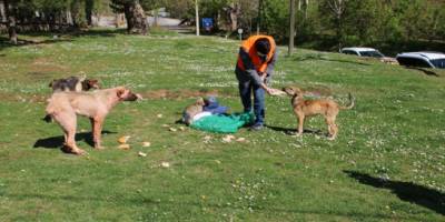 Konya Akşehir’de sokak hayvanları unutulmuyor