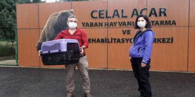 Ortaca ilçesinde Vervet maymunları rehabilitasyon merkezine teslim edildi