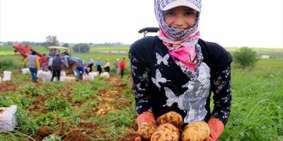 Adana’da 68 bin dekara ekilen patatesin hasadı başladı