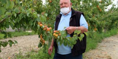 Ünlü türkücü Musa Eroğlu Mut'ta kayısı hasat sezonunu türkülerle başlattı