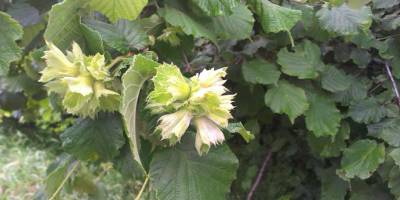 Tarım ve Orman İl Müdürü Sağlam Fındıkta 'külleme' ile mücadele çağrısı