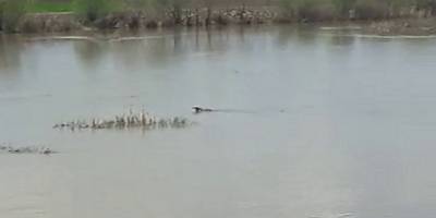 Sivas’ta bir vatandaş Sudaki hareketliliği görünce telefona sarıldı, sudan çıkan gülümsetti