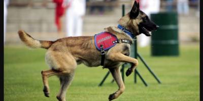 Zonguldak'ın Alaplı ilçesinde kaybolan şizofreni hastasını iz arama köpeği buldu