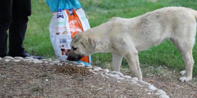 Erzincan’da sokak hayvanlarına mama desteği yapıldı