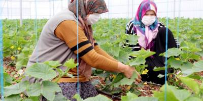Sera üretimi 10 bin tondan 30 bin tona çıktı
