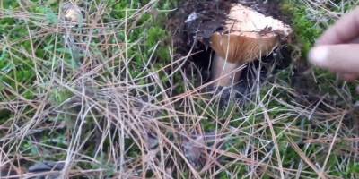 Mardin'de eve ekmek götürmek için dağdan mantar topluyorlar