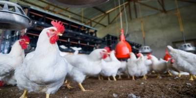 Mart ayında bir önceki aya göre tavuk eti üretimi yüzde 10,9 arttı